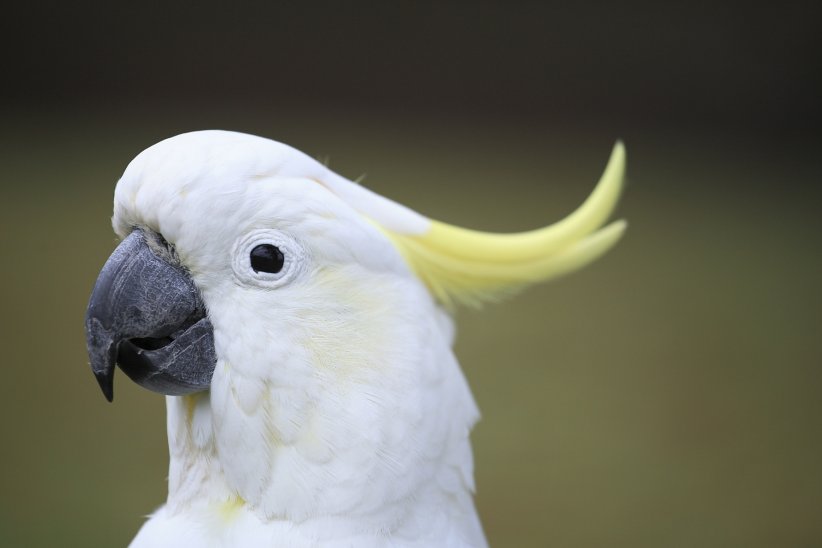 Le cacatoès à huppe jaune Le cacatoès à huppe jaune