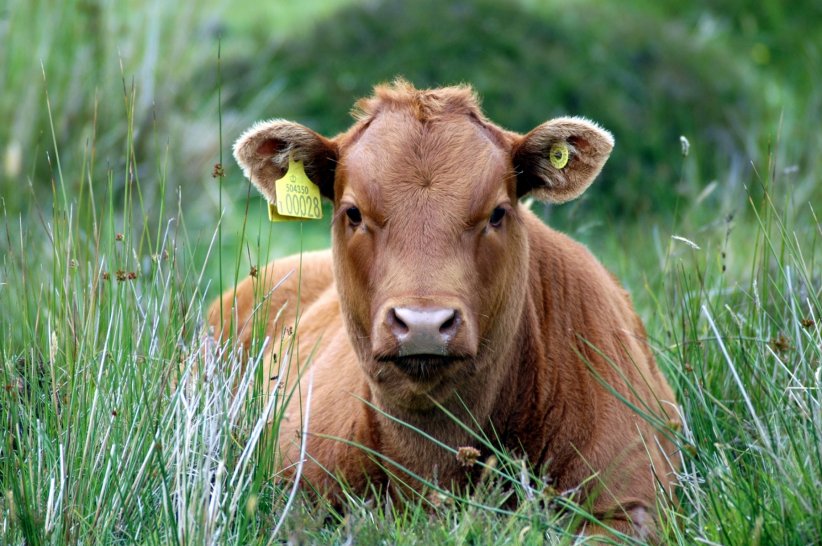 L'encéphalopathie spongiforme bovine alias la maladie de la vache folle L'encéphalopathie spongiforme bovine alias la maladie de la vache folle