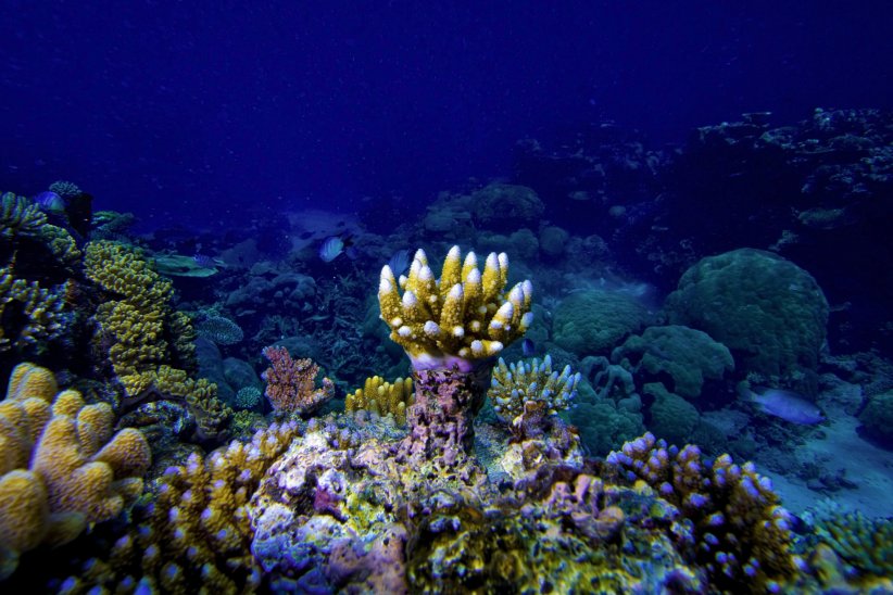 Ses coraux peuvent vivre jusqu'à 541 millions d'années ! Ses coraux peuvent vivre jusqu'à 541 millions d'années !