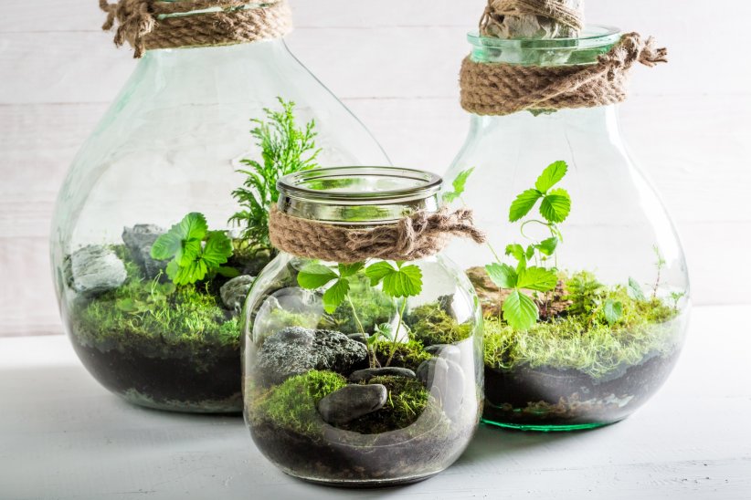 Un terrarium Un terrarium