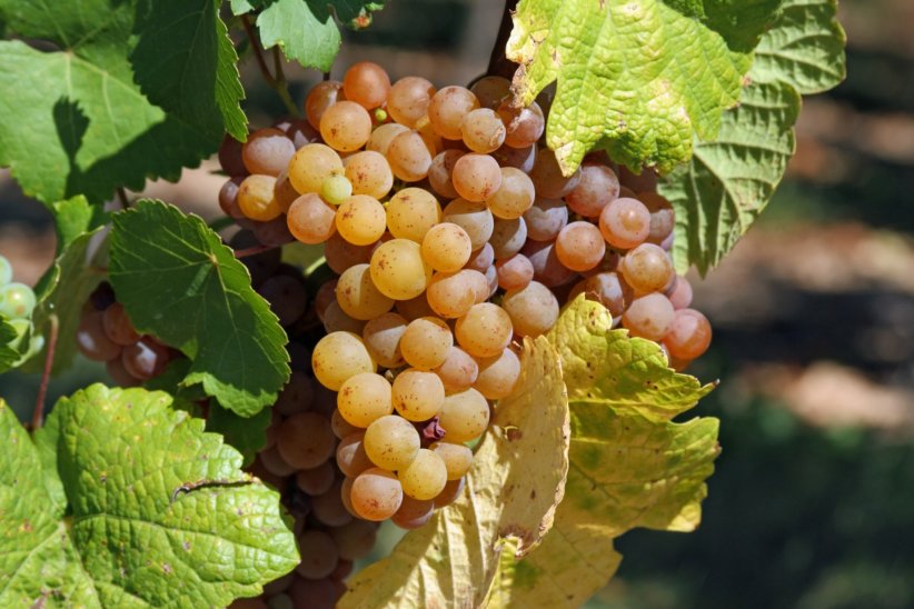 AOC (appellation d'origine contrôlée) : valoriser le territoire français AOC (appellation d'origine contrôlée) : valoriser le territoire français