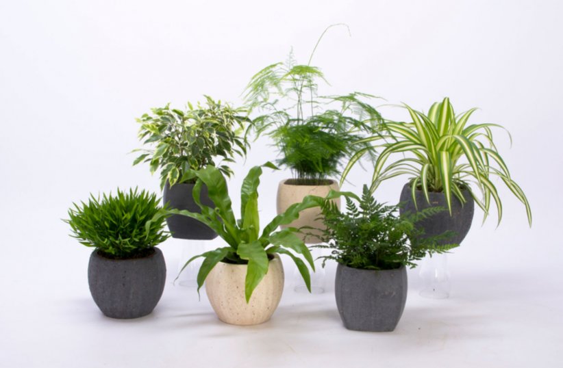 Décorez votre intérieur avec des plantes Décorez votre intérieur avec des plantes