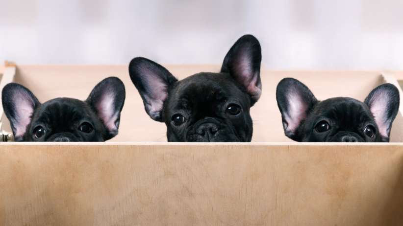 Chiens-online.com : pour trouver votre futur chiot Chiens-online.com : pour trouver votre futur chiot