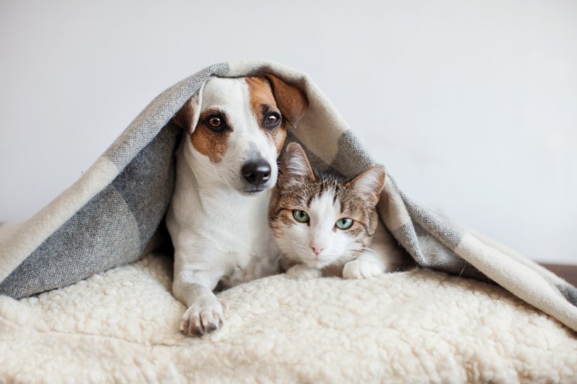 Évaluer les besoins de son animal en amont Évaluer les besoins de son animal en amont