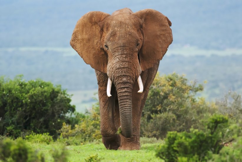 Les éléphants Les éléphants