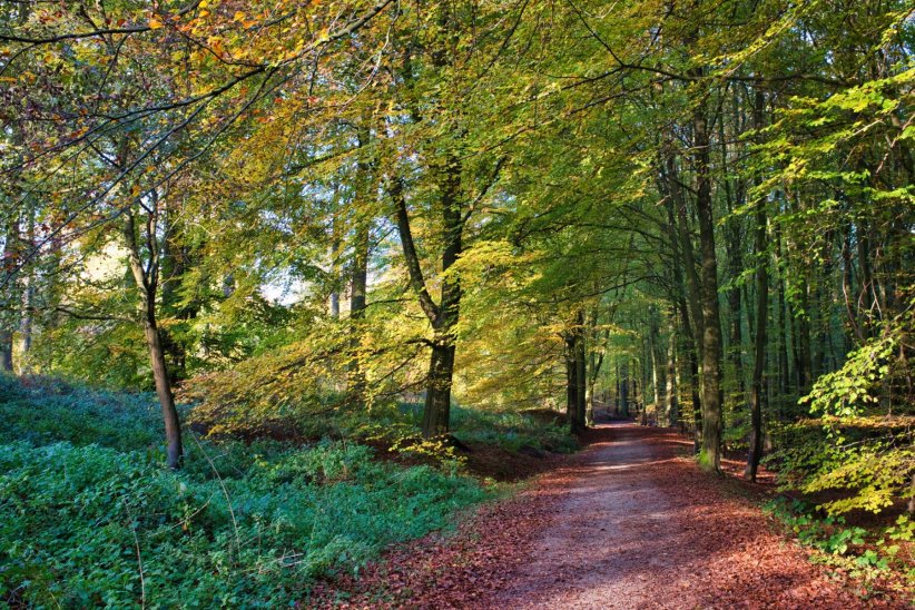 La forêt de Soignes La forêt de Soignes