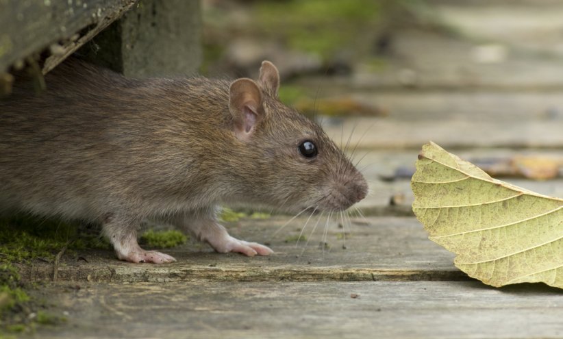 Le rat, un flair à toute épreuve Le rat, un flair à toute épreuve