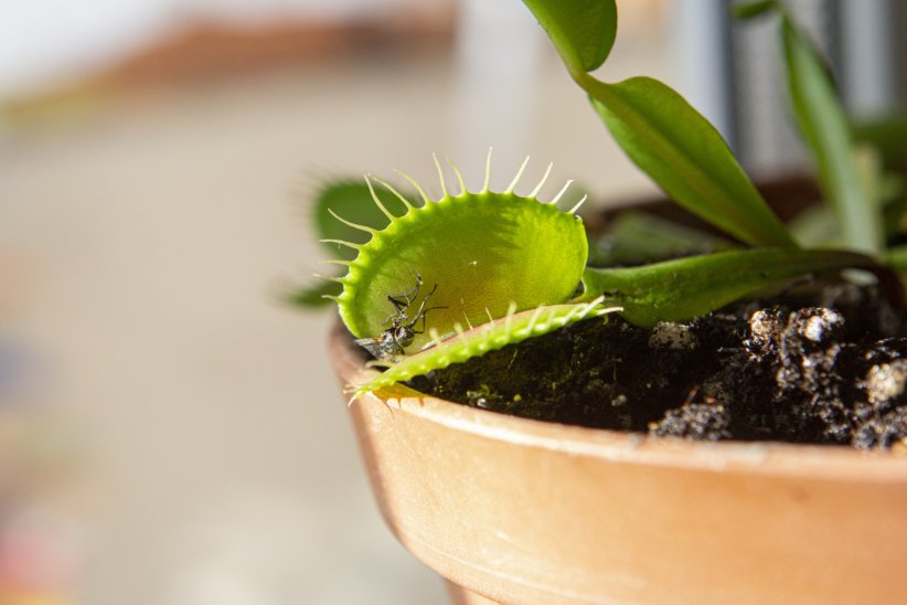 La plupart sont en réalité dites "insectivores" La plupart sont en réalité dites "insectivores"