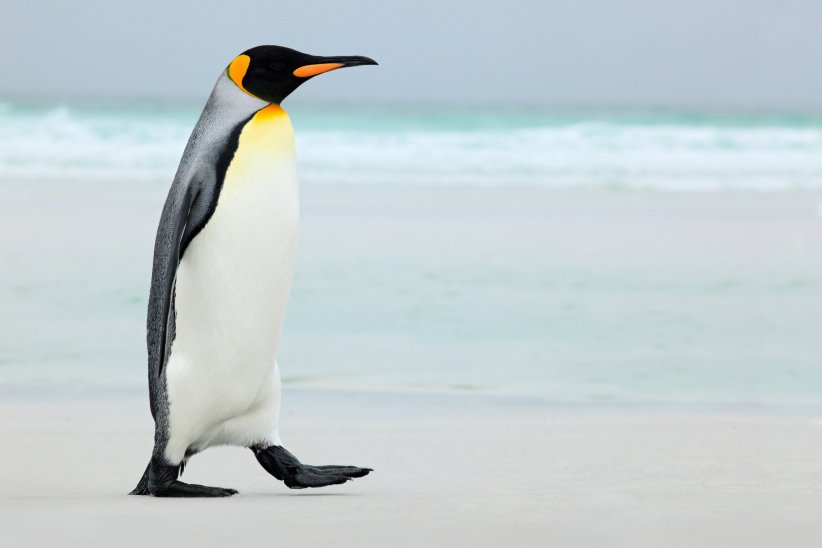 Le grand pingouin Le grand pingouin