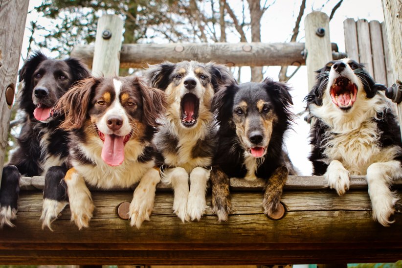 Site de rencontre pour chien belgique