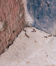 Invasion de fourmis à domicile : les solutions pour les éloigner naturellement