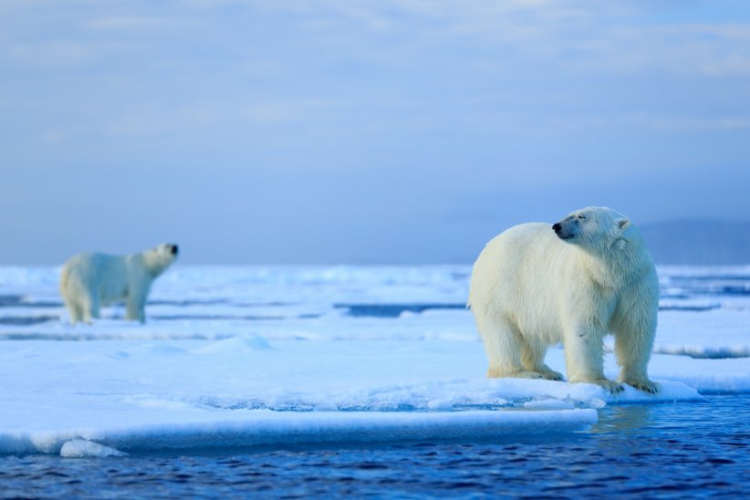 Une croisière dans le Grand Nord Une croisière dans le Grand Nord