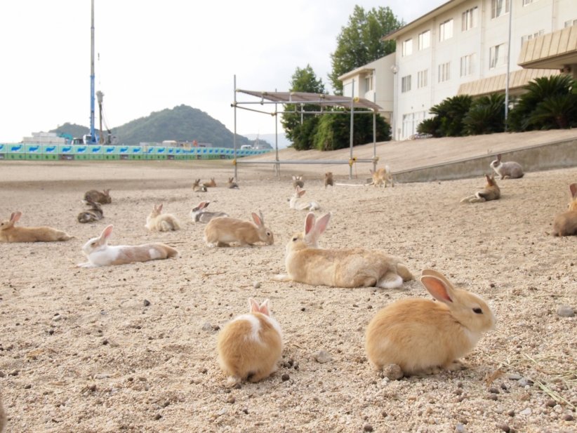 L'île aux lapins, Japon L'île aux lapins, Japon