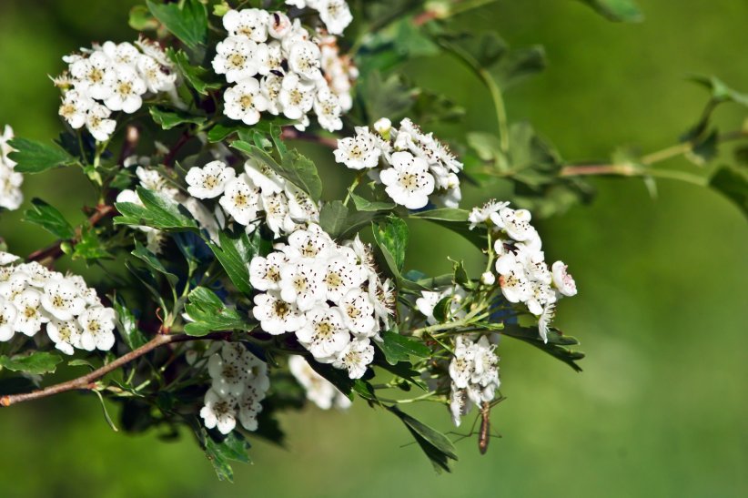L'aubépine, pour un sommeil plus doux L'aubépine, pour un sommeil plus doux
