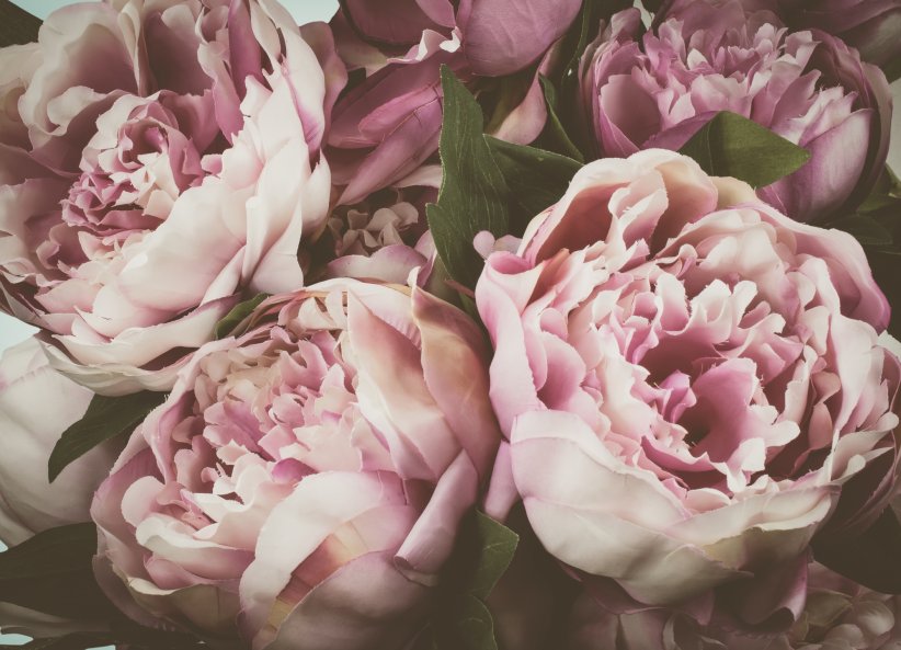 La pivoine, anti-irritations La pivoine, anti-irritations