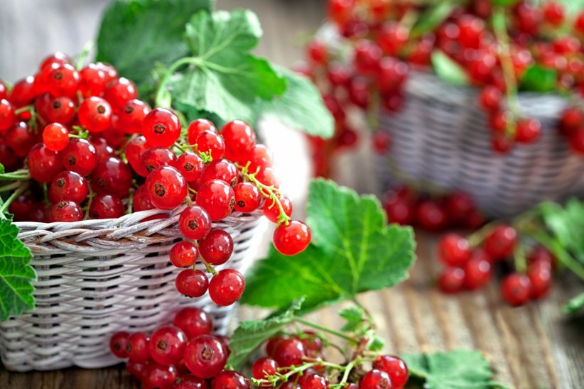 La groseille, petit et peu calorique La groseille, petit et peu calorique