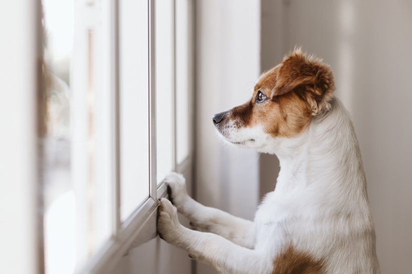 Moniteur de chien par Annie, pour suivre en direct les activités de votre animal Moniteur de chien par Annie, pour suivre en direct les activités de votre animal