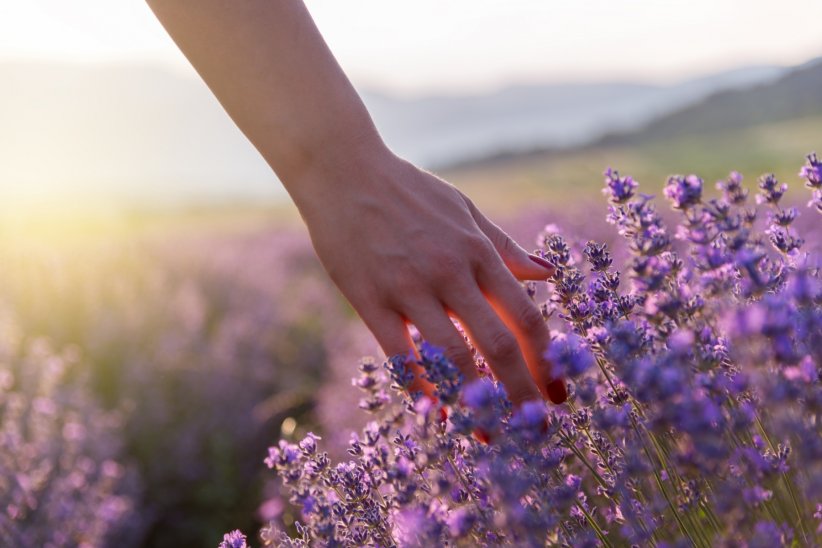Un véritable bouquet de lavande condensé dans un gel douche Un véritable bouquet de lavande condensé dans un gel douche