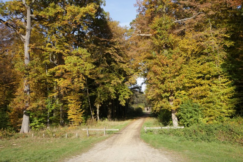 La forêt de Compiègne en France La forêt de Compiègne en France