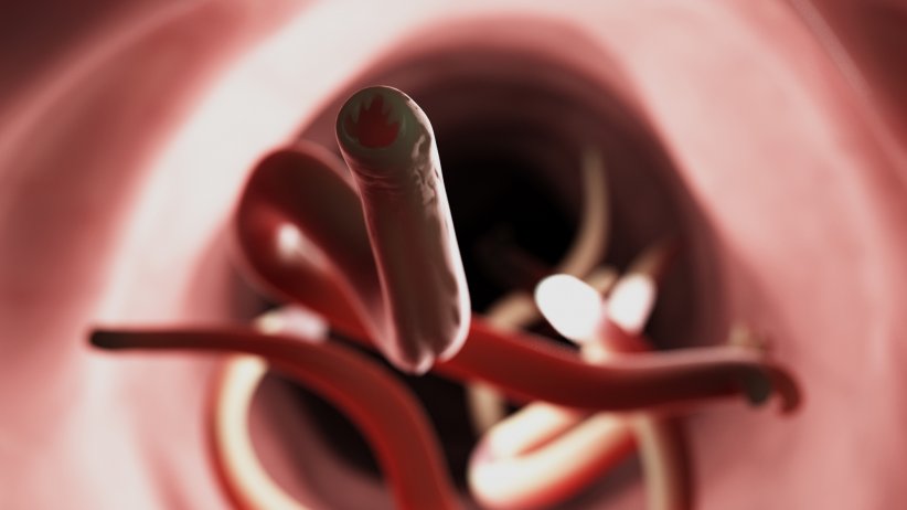 L'ankylostome L'ankylostome