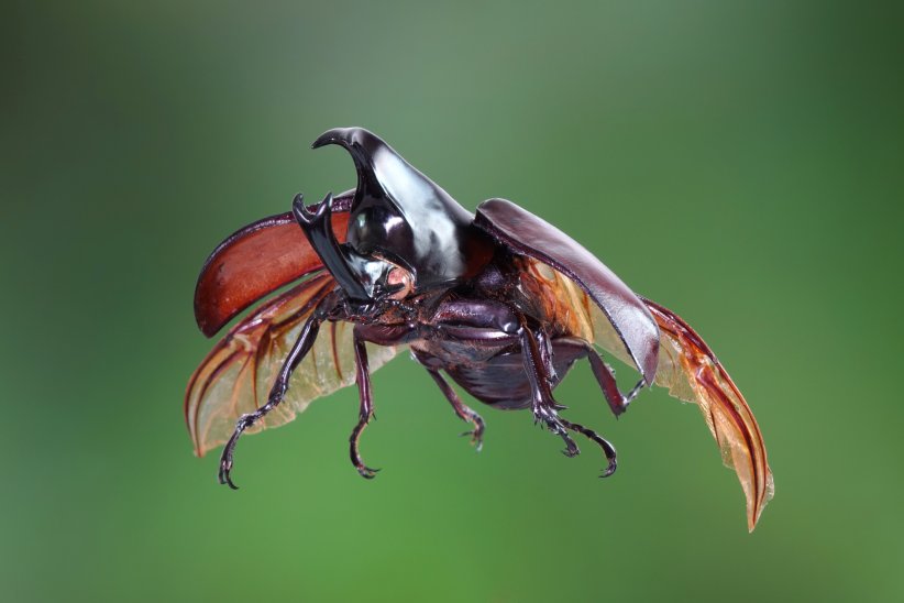 Les insectes disparus dans 100 ans ? Les insectes disparus dans 100 ans ?