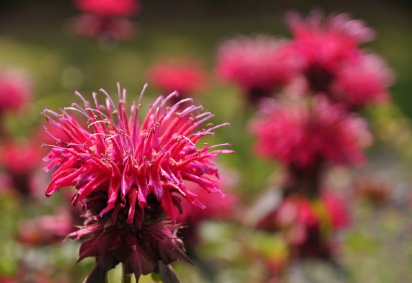 Les monardes : une petite touche écarlate Les monardes : une petite touche écarlate