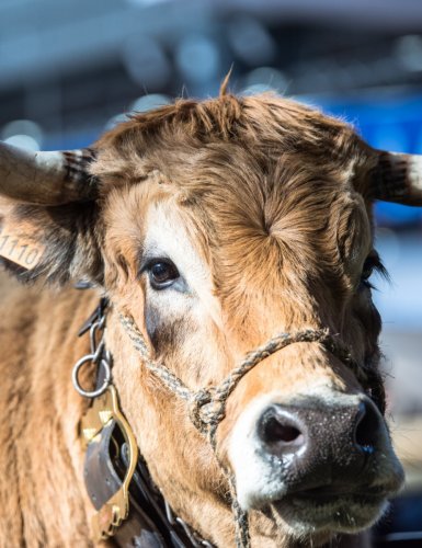 Le Salon de l'Agriculture en 10 chiffres étonnants