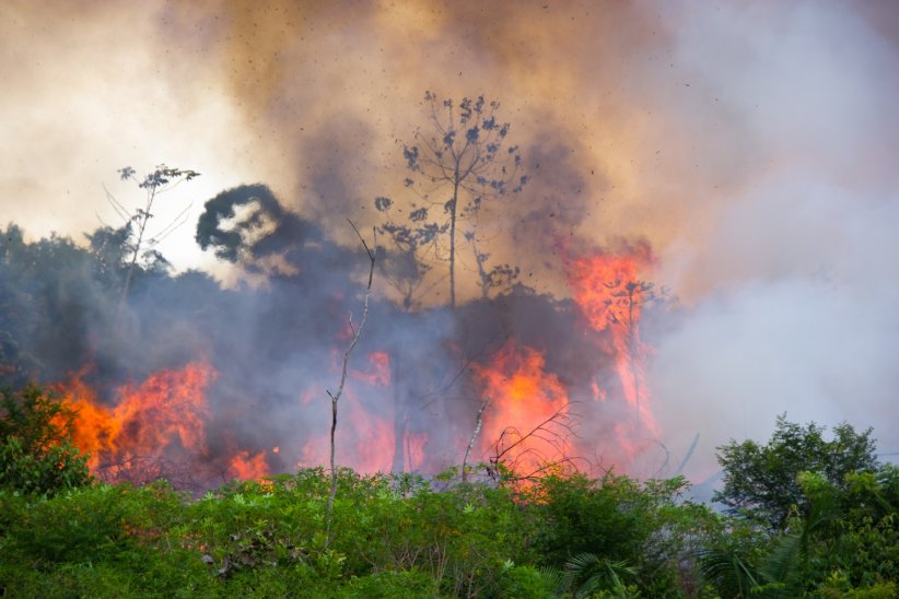 Les feux de la forêt amazonienne en 2019 Les feux de la forêt amazonienne en 2019