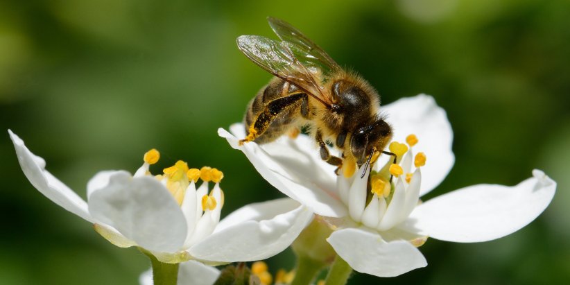 Cultiver des fleurs de façon échelonnée Cultiver des fleurs de façon échelonnée