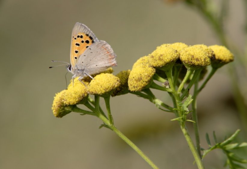 Les tanaisies : un excellent insecticide naturel Les tanaisies : un excellent insecticide naturel