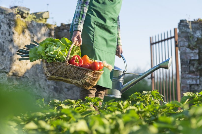 L'occasion de créer son potager L'occasion de créer son potager