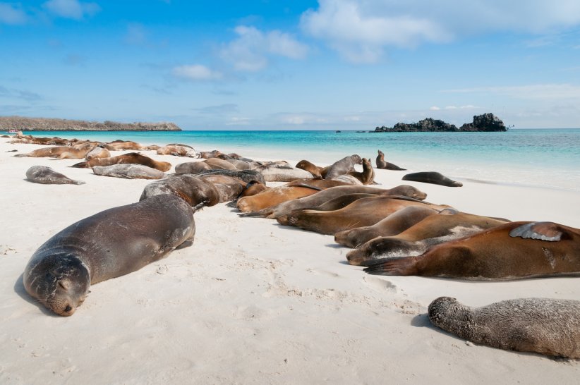 L'île des lions de mer, Équateur L'île des lions de mer, Équateur