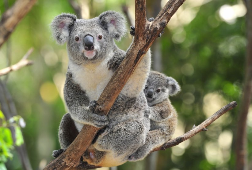 Le koala Le koala