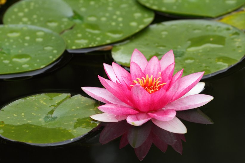 Le nénuphar, contre la déshydratation cutanée Le nénuphar, contre la déshydratation cutanée