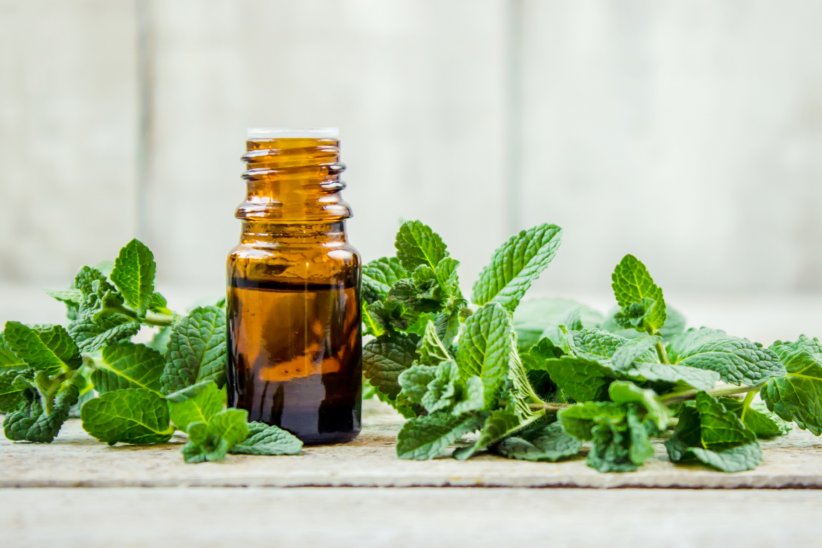 L'huile essentielle de menthe poivrée L'huile essentielle de menthe poivrée