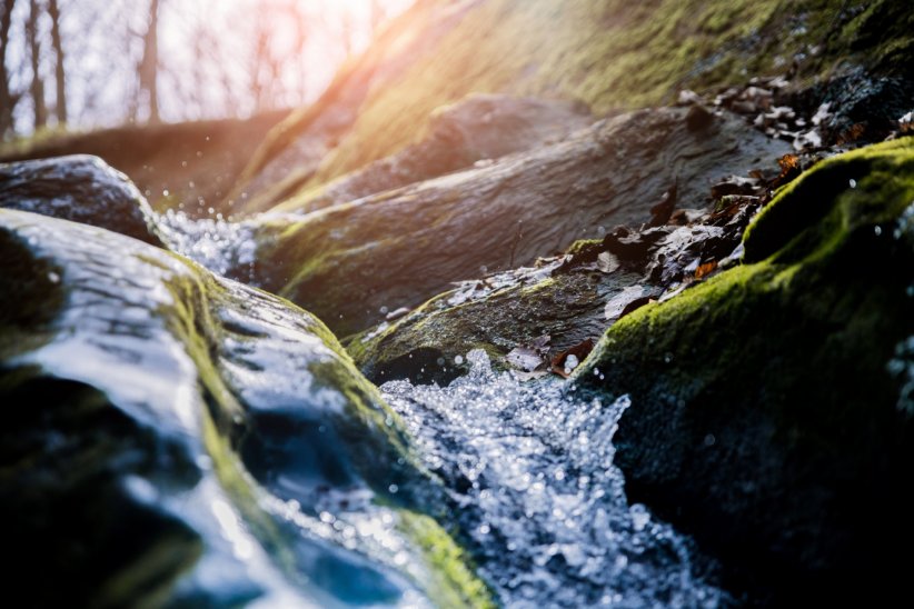 Elles filtrent l'eau pour améliorer sa qualité Elles filtrent l'eau pour améliorer sa qualité