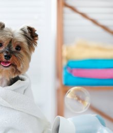 Il existe des produits de beauté éco-friendly pour les chiens
