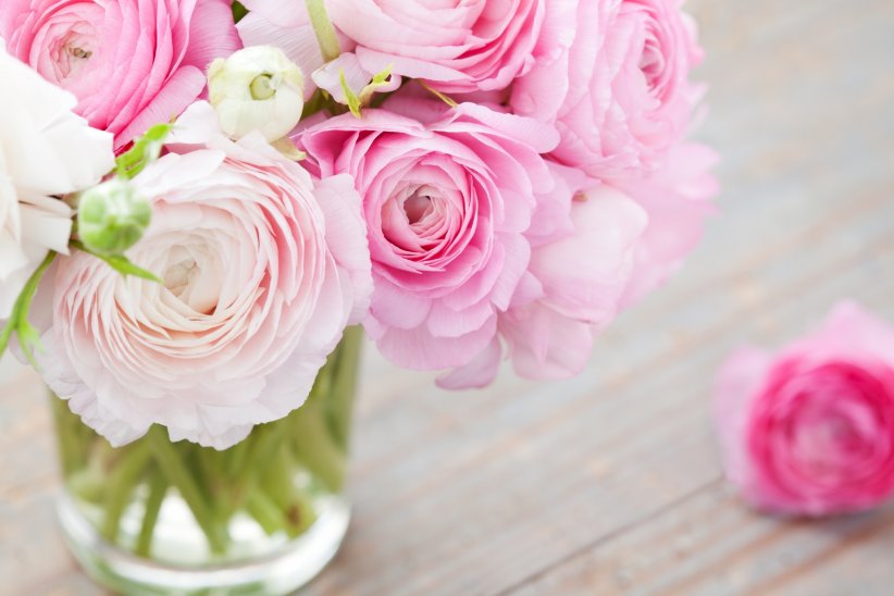 La renoncule : la séduction a sa fleur La renoncule : la séduction a sa fleur