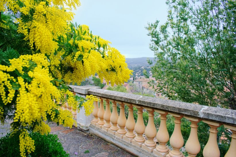 Le mimosa, la fleur d'or Le mimosa, la fleur d'or