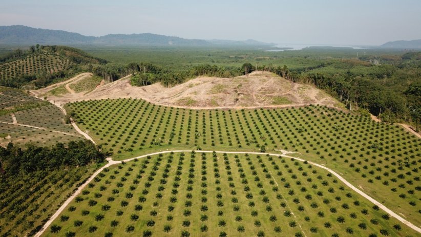 Le massacre des arbres dû à la production d'huile de palme Le massacre des arbres dû à la production d'huile de palme