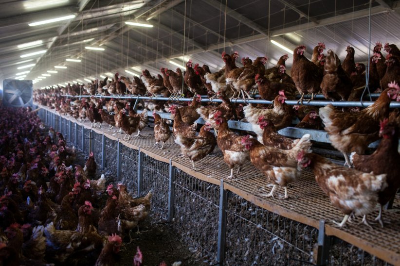 50% des antibiotiques mondiaux sont à destination des animaux 50% des antibiotiques mondiaux sont à destination des animaux