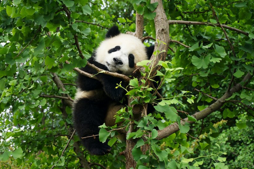 Le panda géant Le panda géant