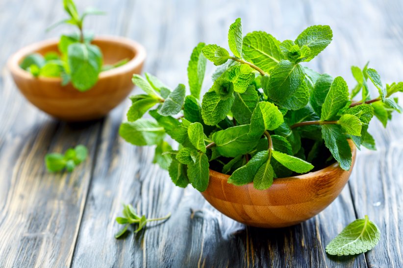 La menthe pour mieux respirer La menthe pour mieux respirer