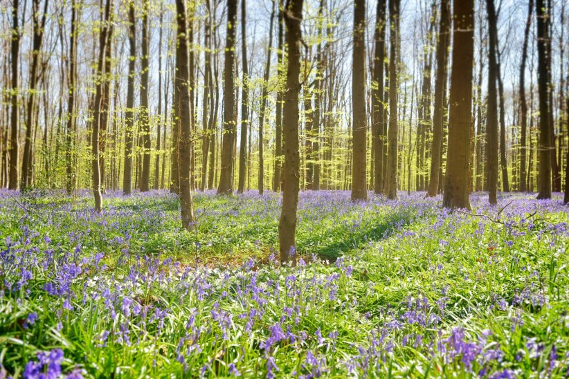 Le bois de Hal Le bois de Hal