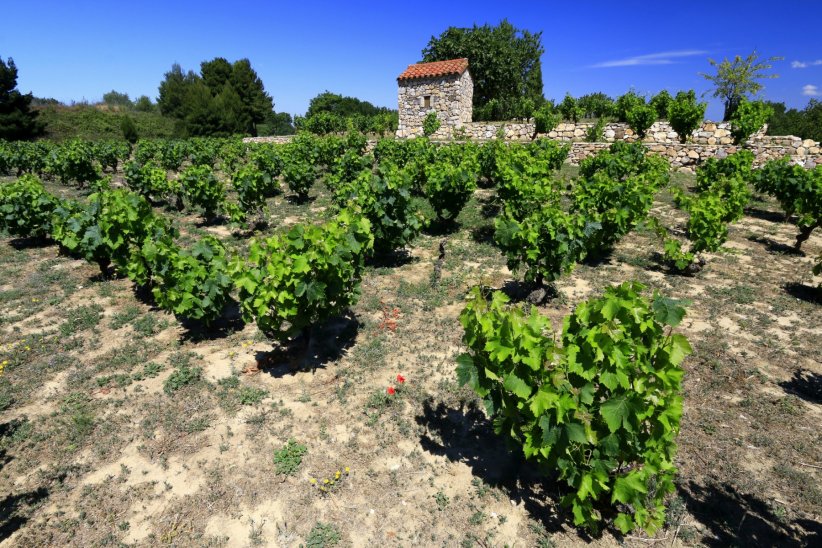 Les vignes et leur domaines Les vignes et leur domaines