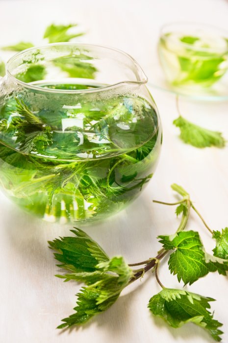 Des infusions d'ortie pour soulager le nez qui coule Des infusions d'ortie pour soulager le nez qui coule