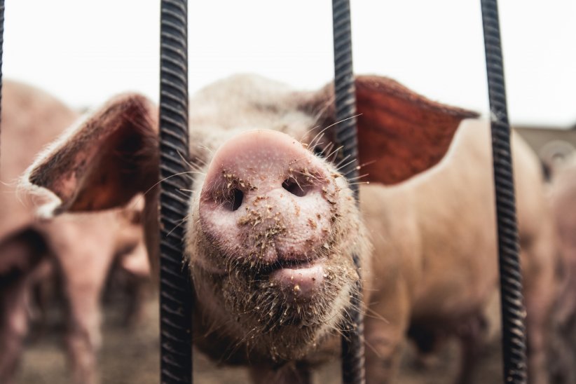 10 à 25 kilos de céréales pour un kilo de viande 10 à 25 kilos de céréales pour un kilo de viande