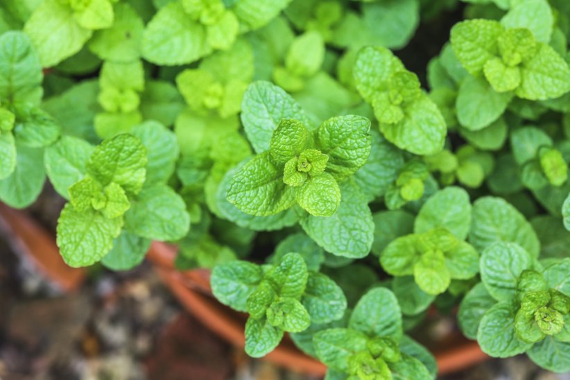 La menthe, répulsif anti-insectes La menthe, répulsif anti-insectes
