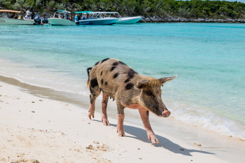 L'île aux cochons, Bahamas L'île aux cochons, Bahamas