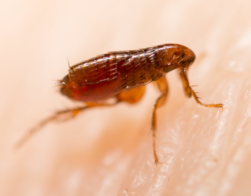 La puce chique La puce chique